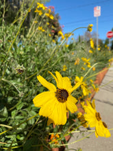 Load image into Gallery viewer, Encelia californica - Bush Sunflower