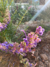 Load image into Gallery viewer, Trichostema lanatum - Woolly Blue Curls
