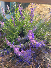 Load image into Gallery viewer, Trichostema lanatum - Woolly Blue Curls