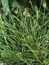 Load image into Gallery viewer, Carex praegracilis 'Chisai' - Fine California Field Sedge