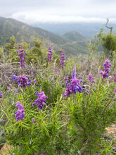 Load image into Gallery viewer, Trichostema lanatum - Woolly Blue Curls