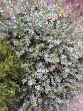 Load image into Gallery viewer, Arctostaphylos 'John Dourley' - John Dourley Manzanita