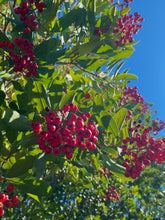 Load image into Gallery viewer, Heteromeles arbutifolia - Toyon