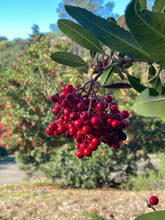 Load image into Gallery viewer, Heteromeles arbutifolia - Toyon