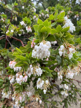 Load image into Gallery viewer, Arctostaphylos refugioensis - Refugio Manzanita