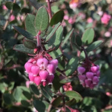 Load image into Gallery viewer, Arctostaphylos 'John Dourley' - John Dourley Manzanita