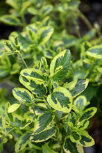 Load image into Gallery viewer, Ceanothus thyrsiflorus var. griseus 'Diamond Heights' - Diamond Heights Mountain Lilac