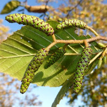 Load image into Gallery viewer, Alnus rhombifolia - White Alder