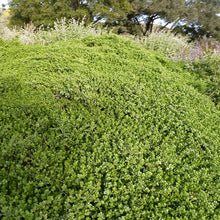 Load image into Gallery viewer, Baccharis pilularis 'Pigeon Point' - Pigeon Point Coyote Bush