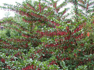 Ribes speciosum - Fuchsia Flowering Gooseberry