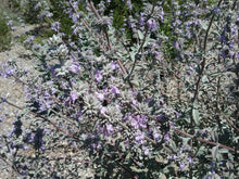Load image into Gallery viewer, Salvia 'Desperado' - Desperado Sage