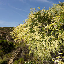 Load image into Gallery viewer, Adenostoma fasciculatum - Chamise