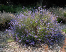 Load image into Gallery viewer, Salvia clevelandii ‘Winifred Gilman' - Winifred Gilman Sage