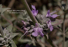 Load image into Gallery viewer, Salvia 'Desperado' - Desperado Sage
