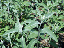 Load image into Gallery viewer, Salvia 'Desperado' - Desperado Sage