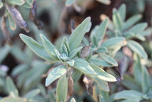 Load image into Gallery viewer, Salvia 'Bee's Bliss' - Bee's Bliss Sage