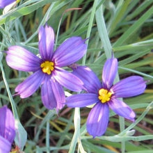 Load image into Gallery viewer, Sisyrinchium bellum - Blue Eyed Grass