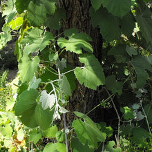 Load image into Gallery viewer, Vitis girdiana - Desert Wild Grape