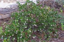Load image into Gallery viewer, Arctostaphylos hookeri 'Wayside' - Wayside Manzanita