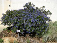 Load image into Gallery viewer, Ceanothus 'Wheeler Canyon' - Wheeler Canyon Ceanothus