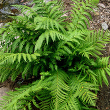 Load image into Gallery viewer, Woodwardia fimbriata - Giant Chain Fern