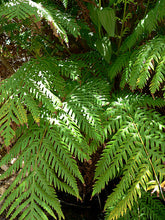 Load image into Gallery viewer, Woodwardia fimbriata - Giant Chain Fern
