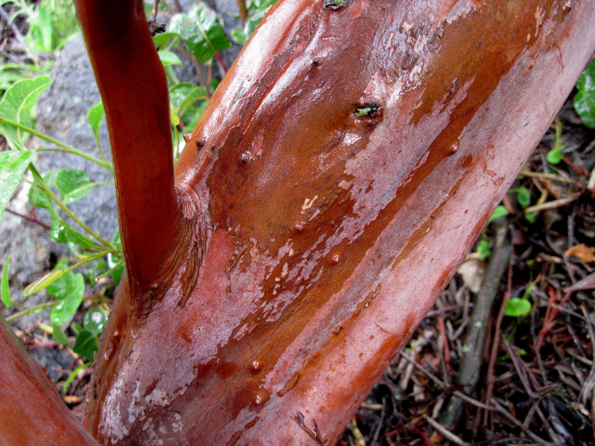 Xylococcus bicolor Mission Manzanita Santa Barbara Botanic Garden