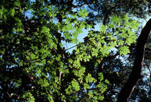 Load image into Gallery viewer, Acer macrophyllum - Big Leaf Maple