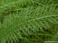 Load image into Gallery viewer, Achillea millefolium - Common Yarrow