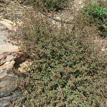 Load image into Gallery viewer, Acalypha californica - California Copperleaf