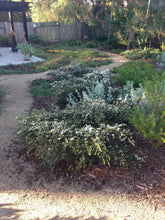 Load image into Gallery viewer, Ceanothus maritimus 'Popcorn' - Popcorn Ceanothus