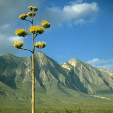 Load image into Gallery viewer, Agave deserti - Desert Agave