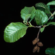 Load image into Gallery viewer, Alnus rhombifolia - White Alder