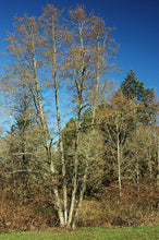 Load image into Gallery viewer, Alnus rhombifolia - White Alder