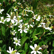 Load image into Gallery viewer, Anemopsis californica - Yerba Mansa