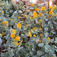 Load image into Gallery viewer, Abutilon palmeri - Palmer's Indian Mallow