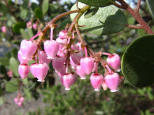 Load image into Gallery viewer, Arctostaphylos bakeri 'Louis Edmunds' - Louis Edmunds Manzanita