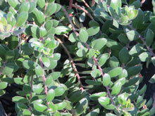 Load image into Gallery viewer, Arctostaphylos edmundsii 'Carmel Sur' - Carmel Sur Manzanita