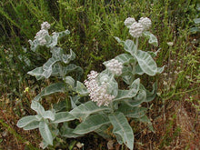 Load image into Gallery viewer, Asclepias eriocarpa - Kotolo Milkweed