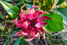 Load image into Gallery viewer, Calycanthus occidentalis - Spice Bush