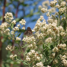 Load image into Gallery viewer, Baccharis salicina - Emory's Baccharis