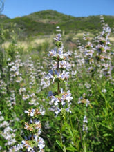 Load image into Gallery viewer, Salvia mellifera - Black Sage