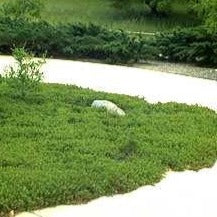 Load image into Gallery viewer, Arctostaphylos edmundsii 'Carmel Sur' - Carmel Sur Manzanita