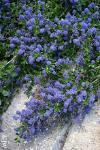 Load image into Gallery viewer, Ceanothus 'Centennial' - Centennial Ceanothus