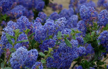 Load image into Gallery viewer, Ceanothus 'Frosty Blue' - Frosty Blue Ceanothus