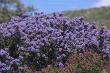 Load image into Gallery viewer, Ceanothus 'Julia Phelps' - Julia Phelps Mountain Lilac