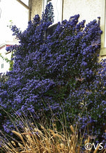 Load image into Gallery viewer, Ceanothus 'Julia Phelps' - Julia Phelps Mountain Lilac
