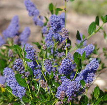 Load image into Gallery viewer, Ceanothus thyrsiflorus 'Skylark' - Skylark Ceanothus