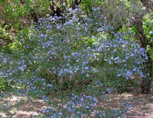 Load image into Gallery viewer, Ceanothus 'Frosty Blue' - Frosty Blue Ceanothus