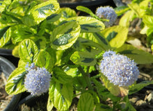 Load image into Gallery viewer, Ceanothus thyrsiflorus var. griseus 'Diamond Heights' - Diamond Heights Mountain Lilac
